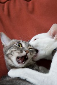 Cats biting