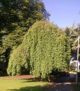 Click the Omentum Tree to see more about the anatomical Greater Omentum