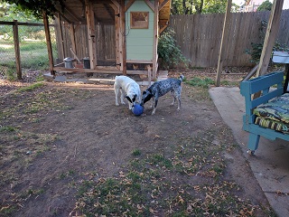 UC516_Day_12_Doggies