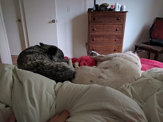 UC516_Day_14_Sleepy_Dogs