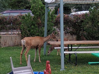 UC516_Day_21_Deer_in_Yard